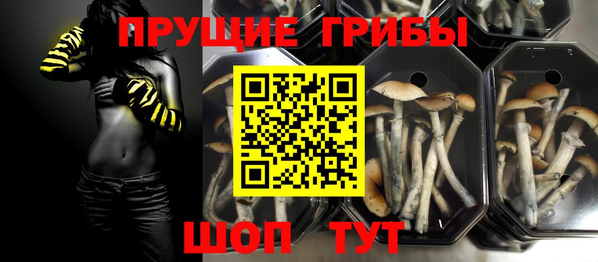 Псилоцибиновые грибы прущие грибы  Псилоцибиновые грибы Cubensis  Коркино  Вход с VPN 